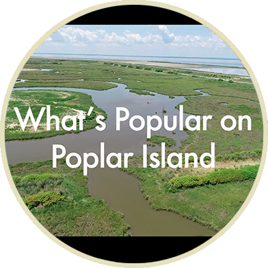 What's Popular on Poplar Island